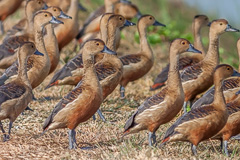 Lesser Whistling Duck