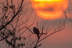 Spotted Dove