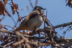 Brown-breasted Bulbul