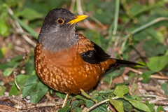 Chestnut Thrush