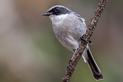 Grey Bush Chat