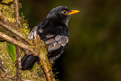 Grey-winged Blackbird