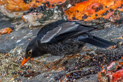Grey-winged Blackbird