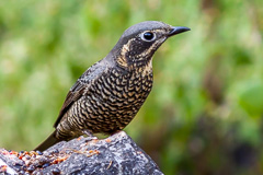 Chestnut-bellied Rock Thrush