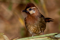 White-browed Laughingthrush