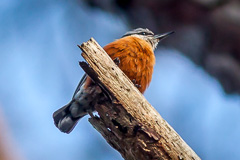 Burmese Nuthatch