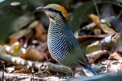 Blue Pitta