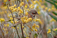 Chestnut-eared Bunting