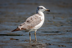 Pallas's Gull