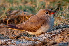 Collared Pratincole