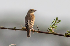 Red-headed Bunting