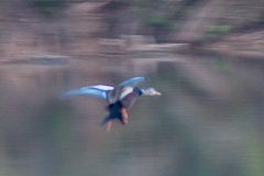 White-winged Duck