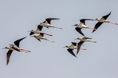 Black-winged Stilt