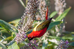 Fire-tailed Sunbird