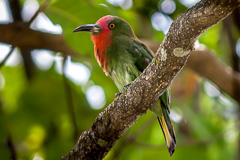 Red-bearded Bee-eater