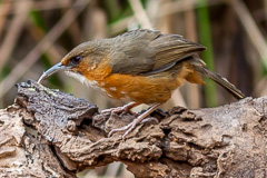 Rusty-cheeked Scimitar Babbler