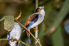 Silver-breasted Broadbill