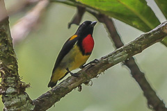 Scarlet-breasted Flowerpecker