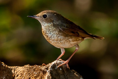 Siberian Blue Robin