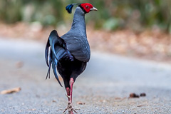 Siamese Fireback