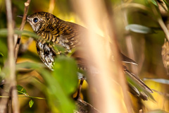 Scaly Thrush