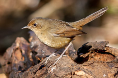 White-bellied Redstart