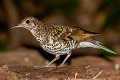 White's Thrush