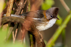 Whiskered Yuhina