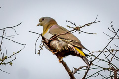 Yellow-footed Green Pigeon