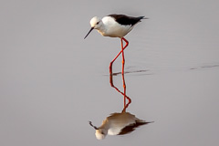 Black-winged Stilt