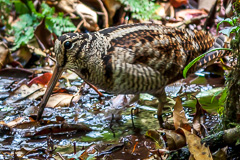 Eurasian Woodcock