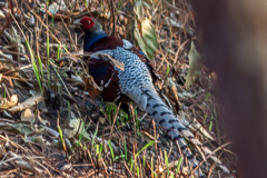 Mrs. Hume's Pheasant