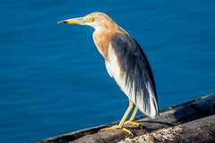 Javan Pond Heron