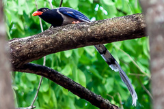 Red-billed Blue Magpie