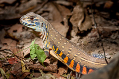 Common Butterfly Lizard