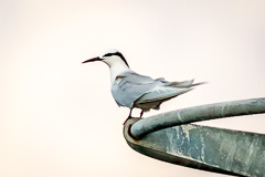 Black-naped Tern