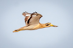 Great Stone-curlew