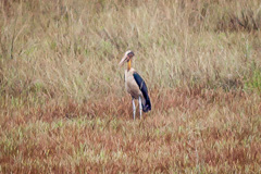 Lesser Adjutant