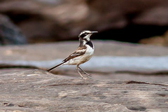 Mekong Wagtail