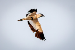 River Lapwing