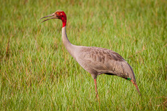 Sarus Crane