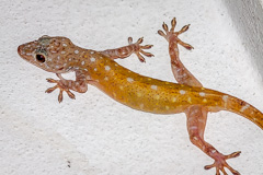 Sandstone Gecko