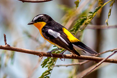 Yellow-rumped Flycatcher