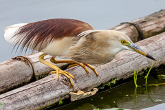 Indian Pond Heron