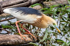 Javan Pond Heron