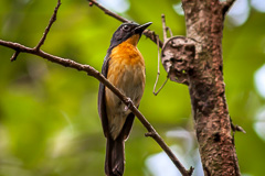 Mangrove Blue Flycatcher