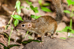 Northern Treeshrew