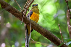 Orange-breasted Trogon