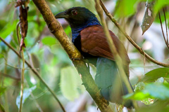 Short-toed Coucal