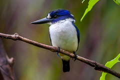 Blue-and-white Kingfisher